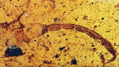 Rare scorpion fossil - scorpion,,