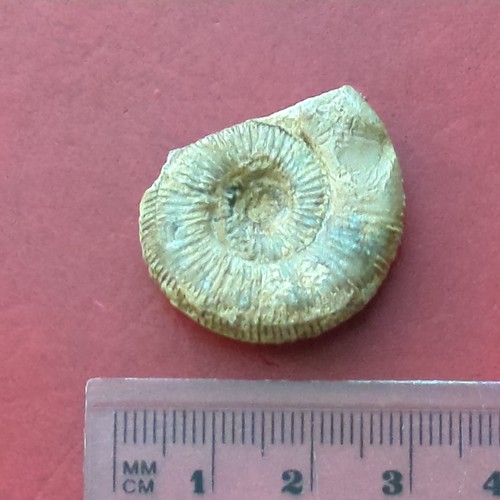Fossil ammonite jurassic - fossil, ammonite,