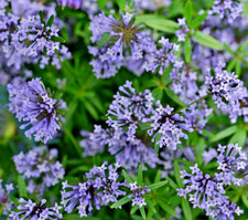 500x Blue Woodruff Asperula