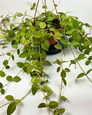 Rare Hoya Nummularioides