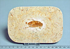 Large fossil cockroach in matrix. Crato Formation, Brazil.l.(2138)