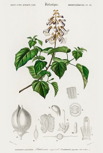 Empress tree paulownia - empress, (paulownia