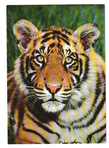 Bengal tiger bhima - bhima, howletts
