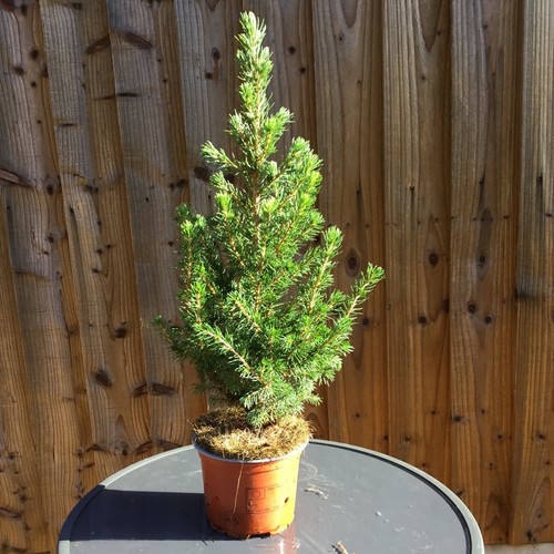 Mini christmas trees - mini,