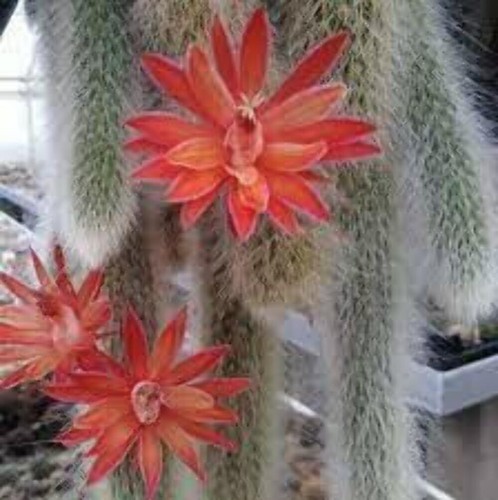 Stunning monkey tail - cactus,