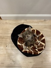 Luxury Snuggle Sack Chihuahua