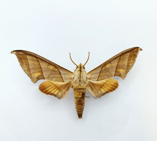 Entomology taxidermy - taxidermy,