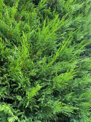 10x 3ft green - 2-3ft,