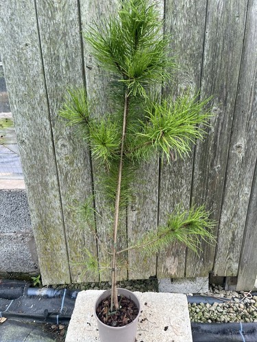 Lodgepole pine tree pinus - tree,