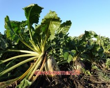 PHOTO  SUGAR BEET AT ALICEHEAD