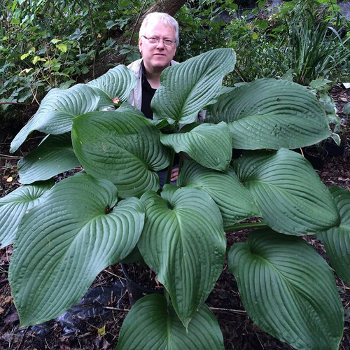 Hosta xxl size leaves rex - hosta,