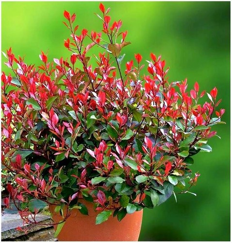 Photinia x fraseri - photinia,