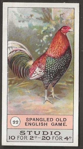 Smiths fowls pigeons - smiths-fowls, dogs