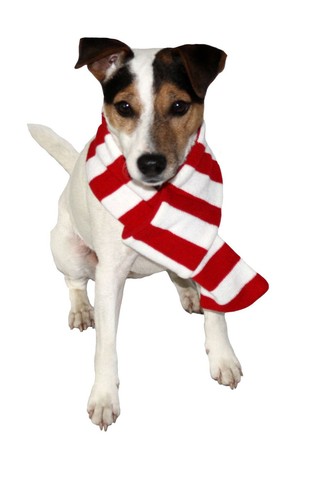 Armitage good boy - armitage, festive