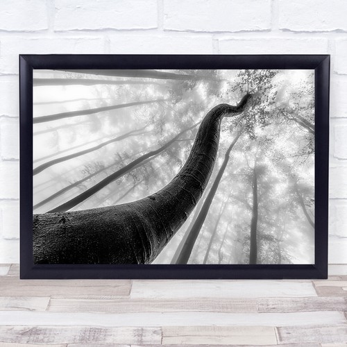 Tree shapes shape forest - tree,