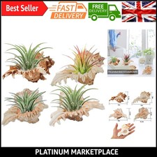 Elegant 4 Pack Conch Sea Shell