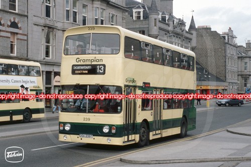 Bus photo grampian 239 - photo,
