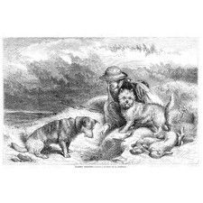 HUNTING Rabbit Netting With