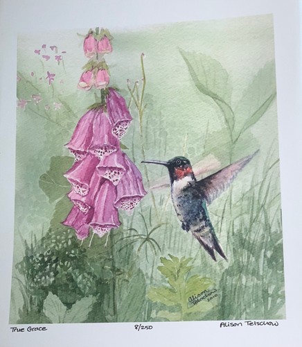 Hollyhock hummingbird - hollyhock,