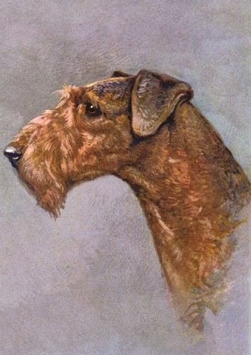 Airedale terrier dog - terrier, greeting