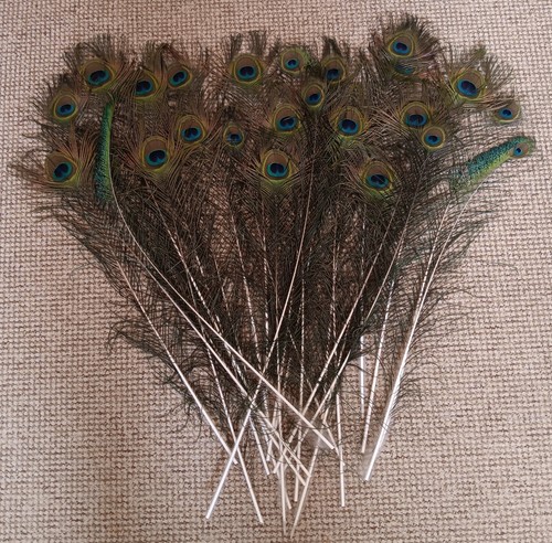 Male peacock feathers - male,