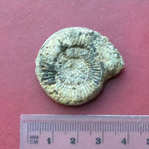 Fossil ammonite jurassic - ammonite,,