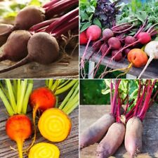 Beetroot Seeds - Huge Selection of Varieties