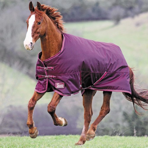 Shires tempest plus - shires,