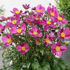 Anemone plant fantasy red - anemone,