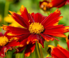 1700x Coreopsis Tinctoria