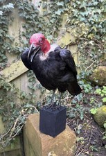 Crow made look like - crow,
