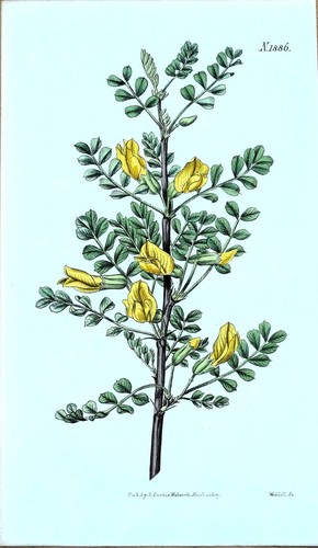 Antique botanical print - antique,