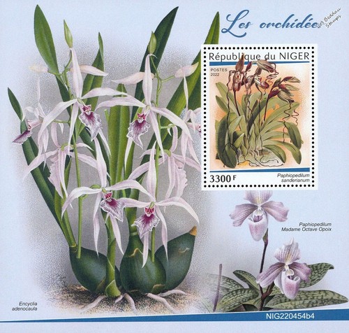 Orchids orchid wild - orchids,