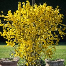 Forsythia Flojor | Deciduous