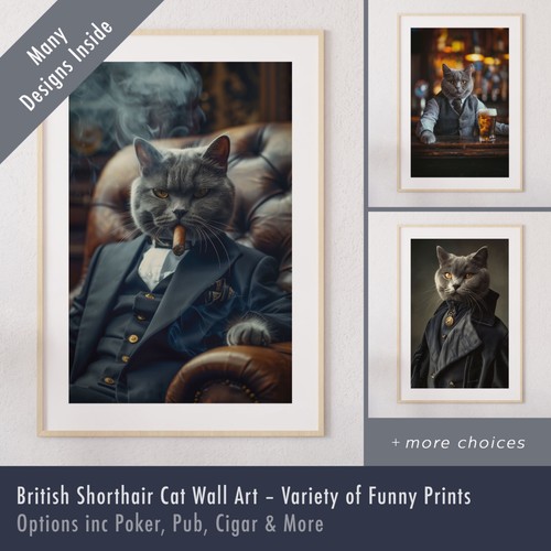 British shorthair cat - british,