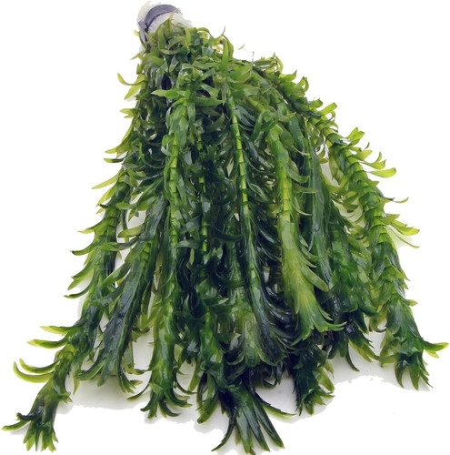 Elodea densa xl bunch - 12,