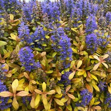 Ajuga 'Fancy Finch'. Plug Plant x3. Perennial evergreen groundcover for shade
