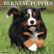 Bernese Mountain Puppies 2026