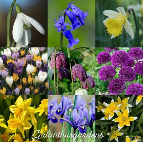 All varieties spring - of,