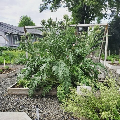 Giant globe artichoke - giant,