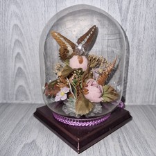 Vintage Taxidermy Butterfly In