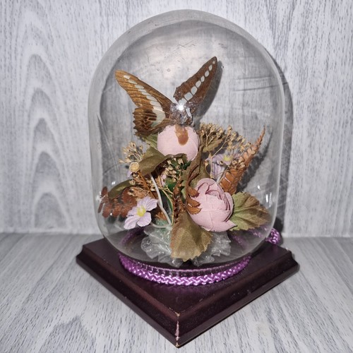 Vintage taxidermy butterfly - taxidermy,
