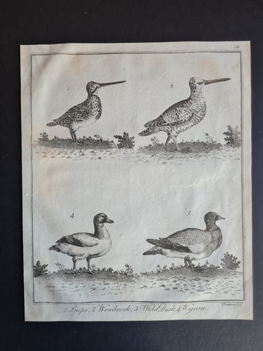 Antique 1792 print - birds,