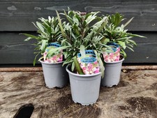 3 x Erysimum Bowles Mauve