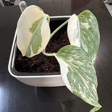 Variegated Monstera  - Albo
