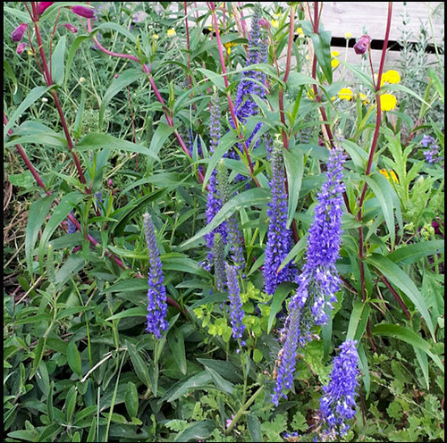 Veronica spicata christa - veronica, plant