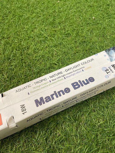 Fluorescent aquarium marine - fluorescent,