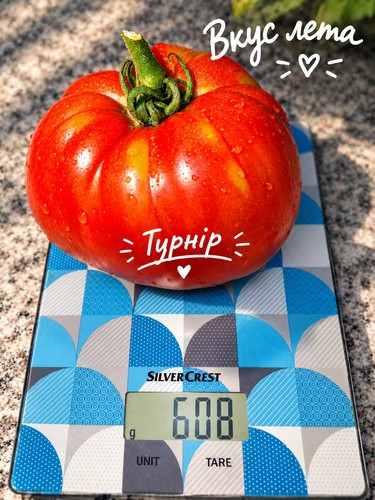 Turnip american - turnip, (Репа)