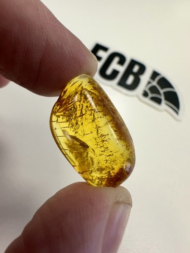 Baltic amber with mosquito - baltic,