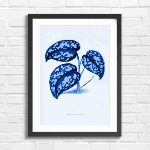 Botanical pothos plant - pothos,